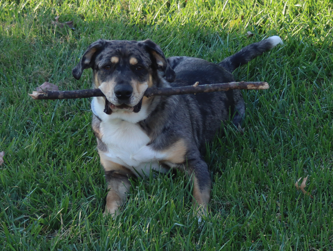 Zoe With Stick